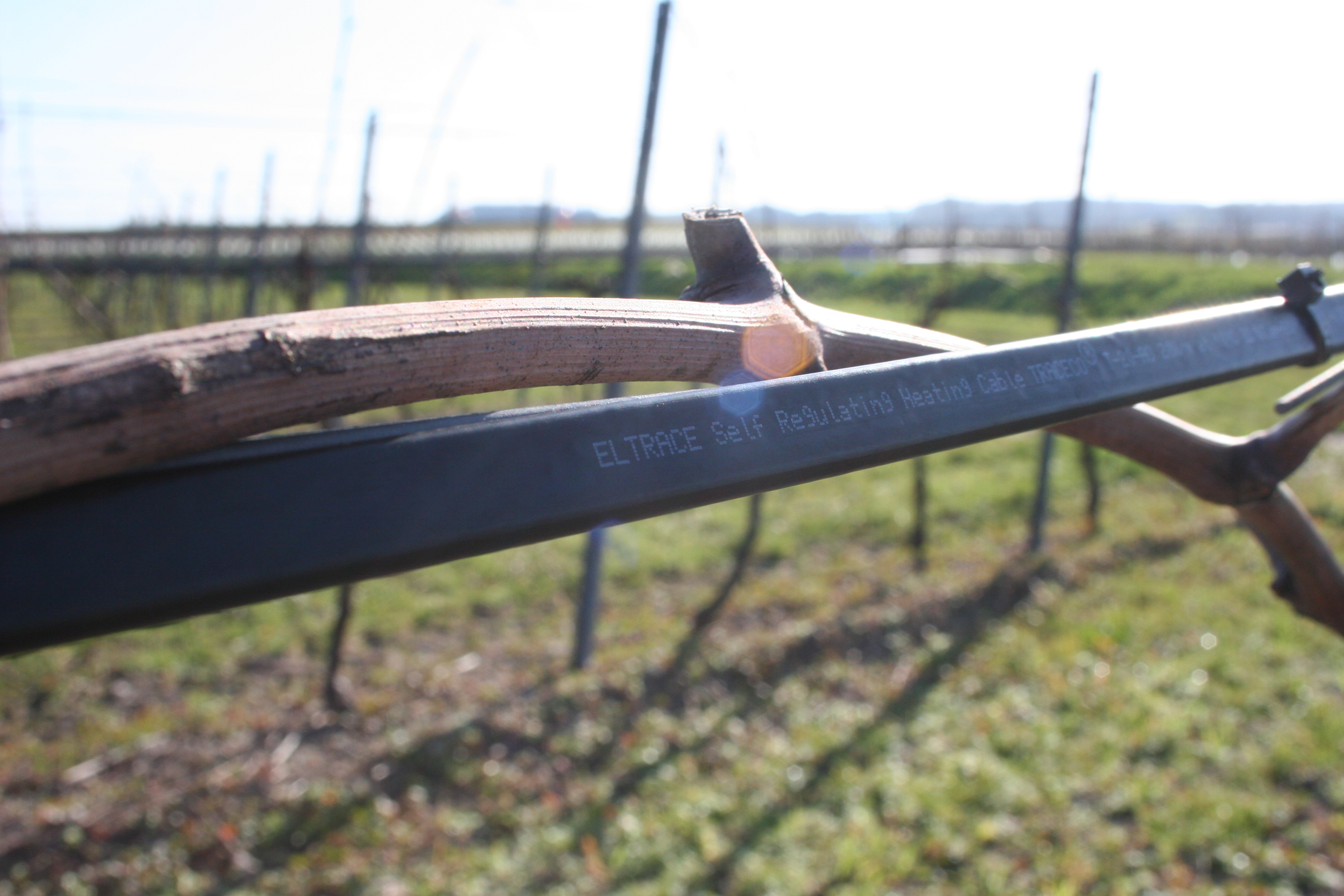 Câbles chauffants sur vigne